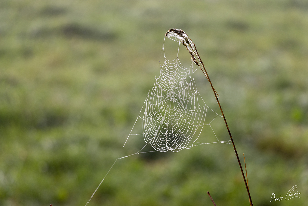 Toile d'araignée recouverte de gouttelettes de rosée